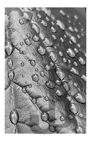 Count the Drops (2025)