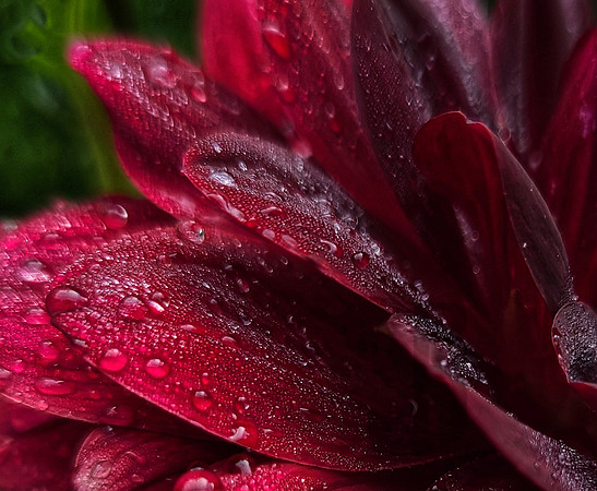 My Neigbor's Flowers Are Stars (Detail)