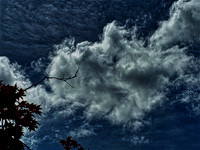Cotton Cloud (5-11-2024)