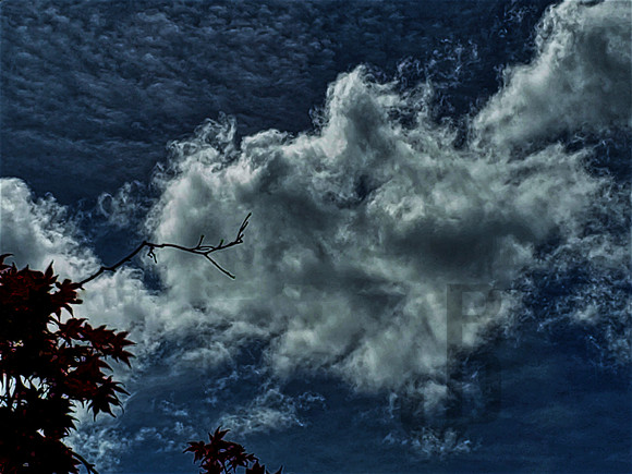 Cotton Cloud (5-11-2024)