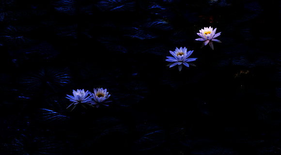 Water Lillies