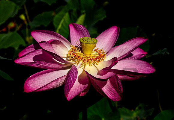 Lotus Spread
