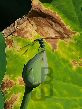 Dragonfly Perched