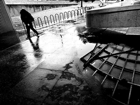 Canopy Reflection & Walker (2025)