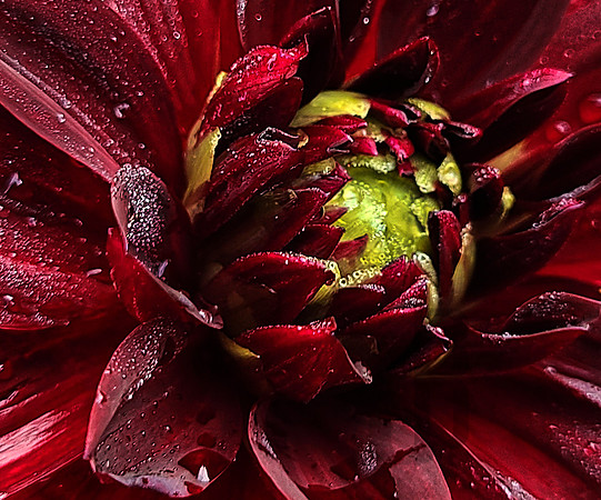 My Neigbor's Flowers Are Stars V