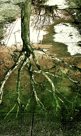 Bare Tree (2019)