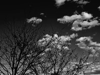 Cloud Cotton (2024)