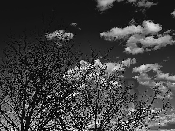 Cloud Cotton (2024)