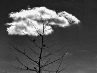 Roost (2024)