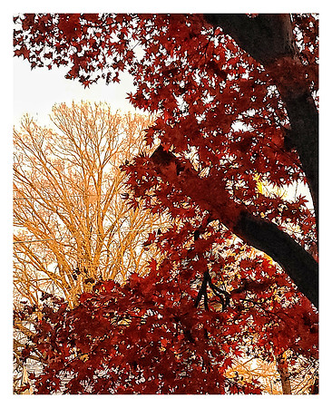 The Trees I See (border) Johnson, Brandon D