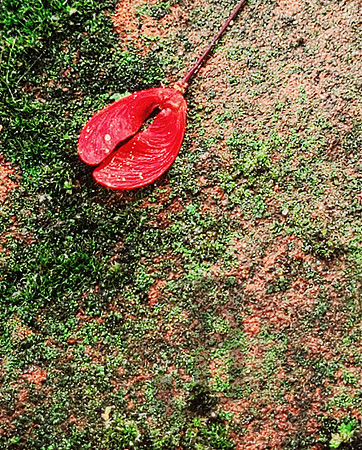 Japanese Moss