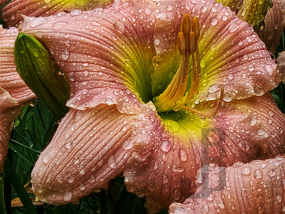Lillies In My Neighbor's Yard #345
